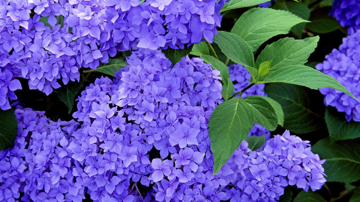 盛開鮮花 高清壁紙 #30 - 1366x768
