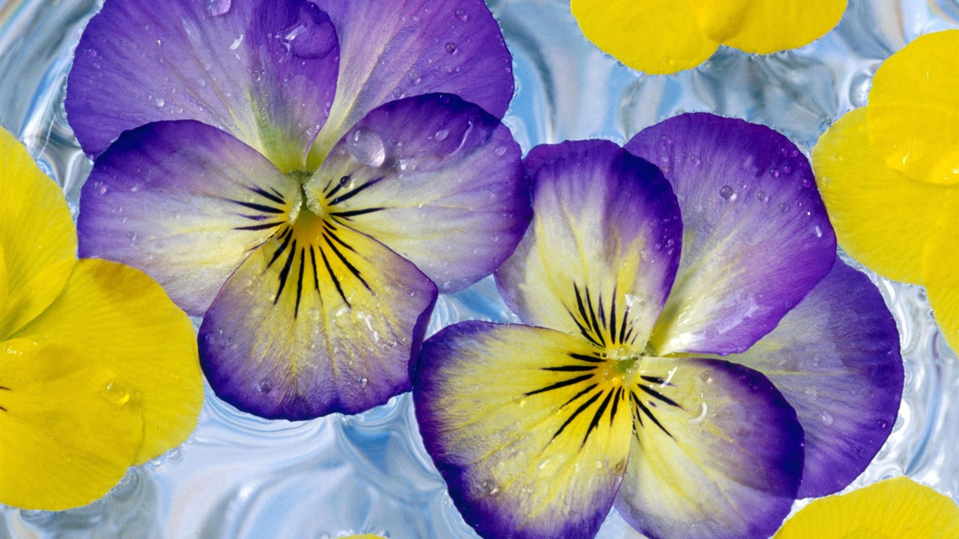 HD wallpaper flowers in full bloom #31 - 1366x768