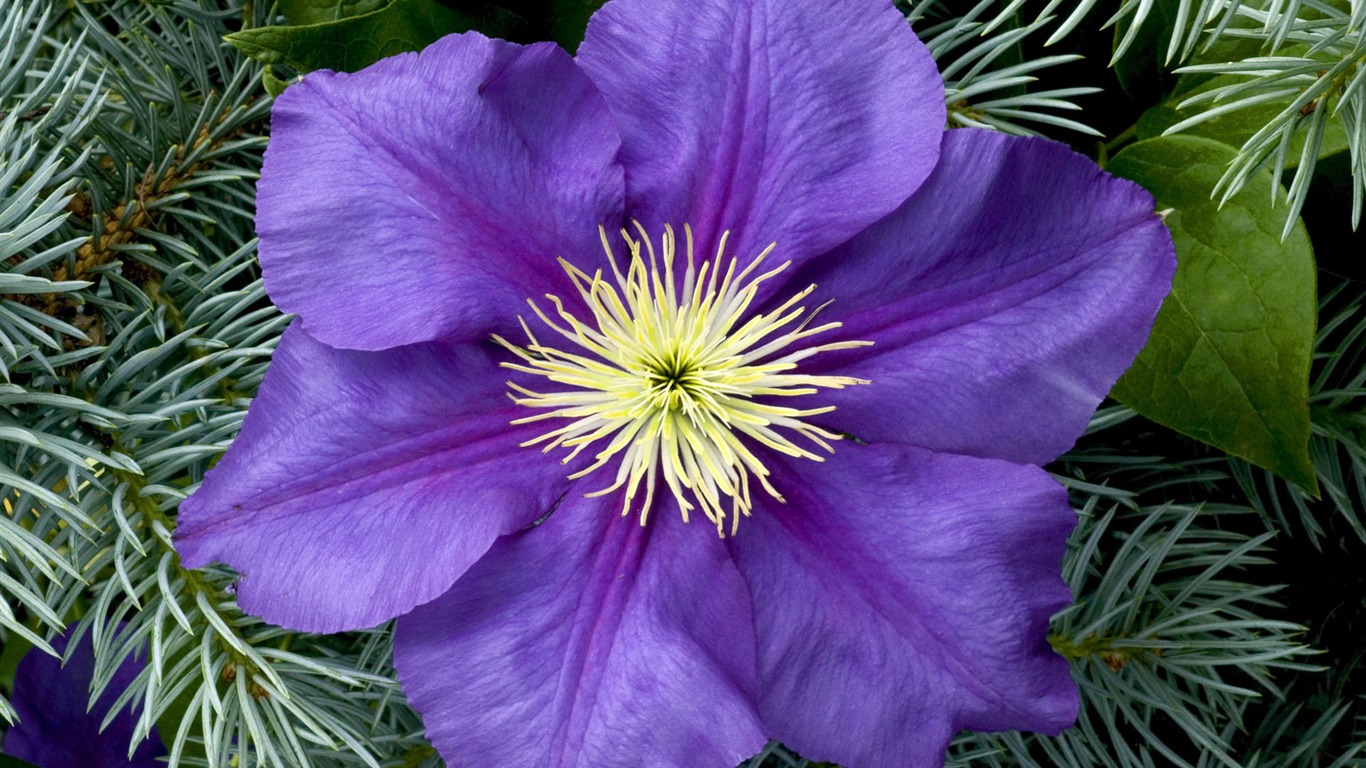 盛開鮮花 高清壁紙 #34 - 1366x768