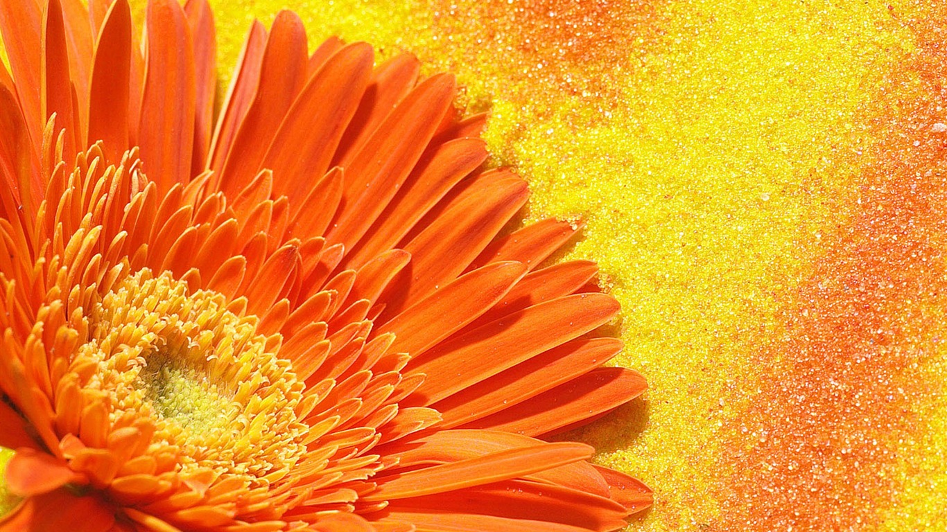 HD wallpaper flowers in full bloom #35 - 1366x768