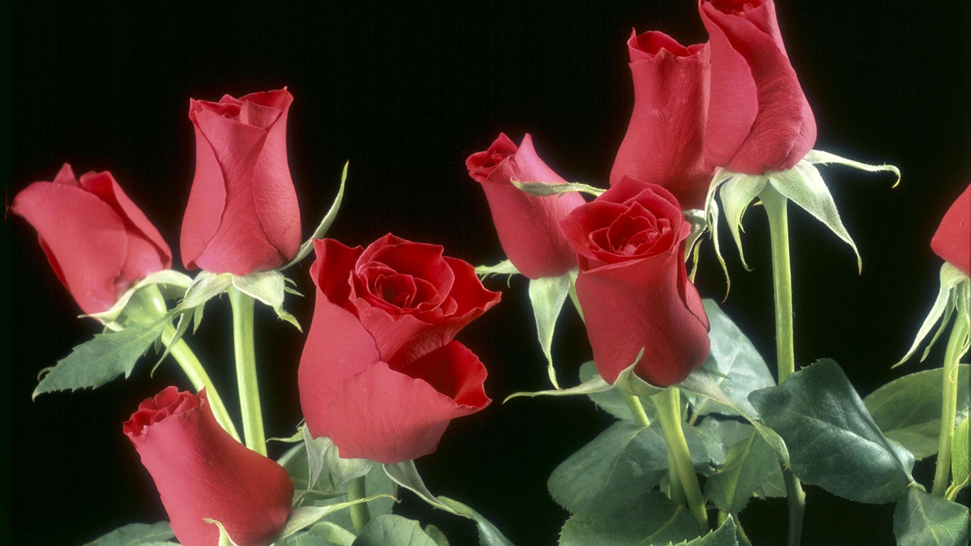 盛開鮮花 高清壁紙 #38 - 1366x768