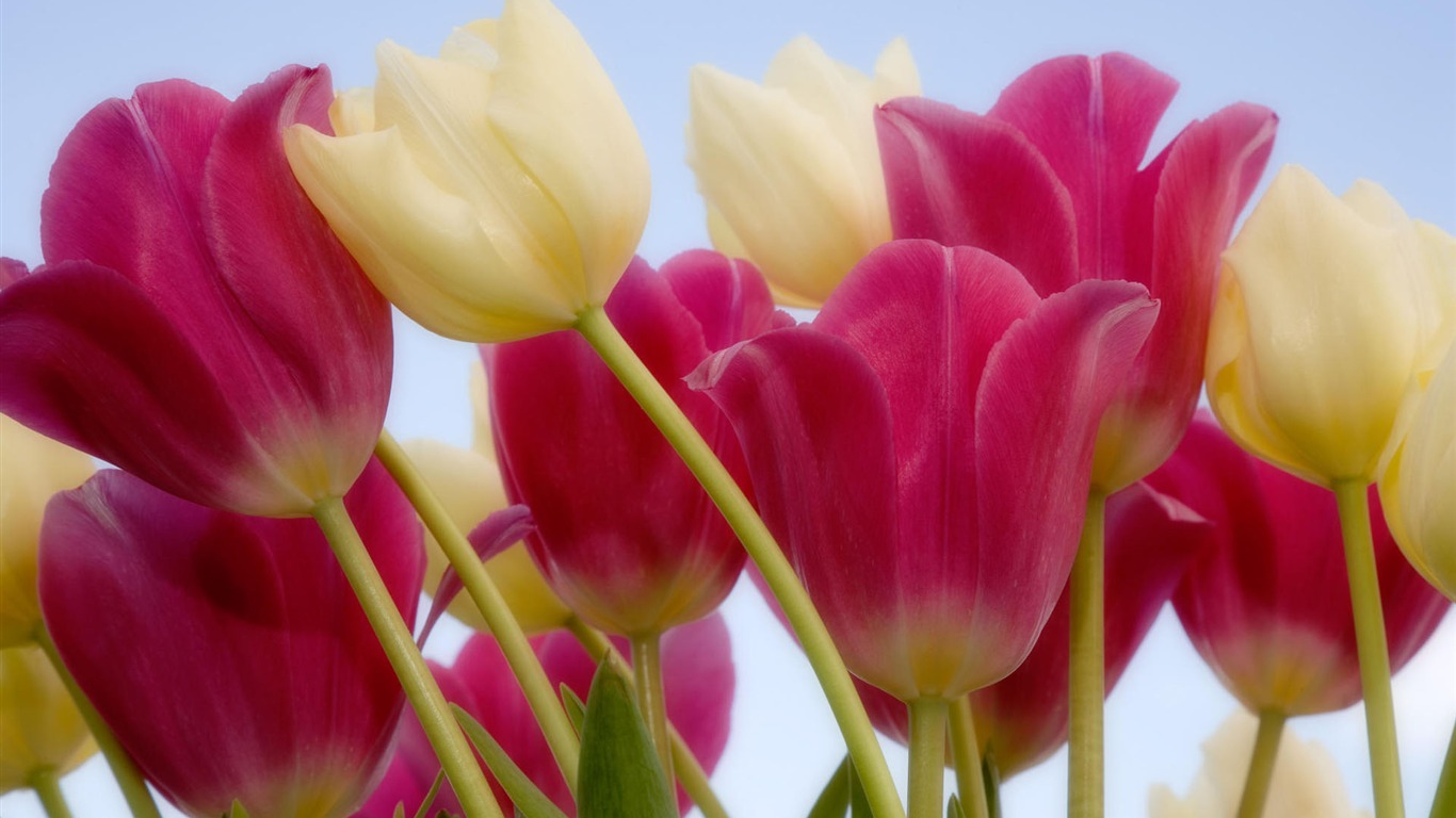 盛开鲜花 高清壁纸39 - 1366x768