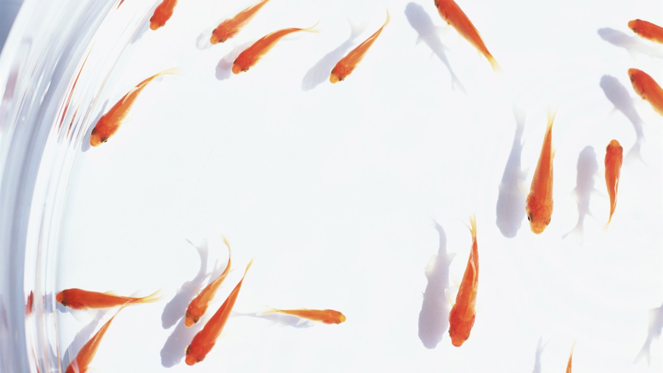 夏日清涼專輯壁紙 #18 - 1366x768