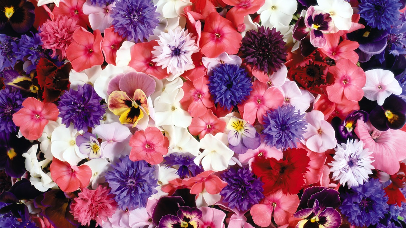 아름다운 꽃으로 배경 화면을 둘러싸 #1 - 1366x768