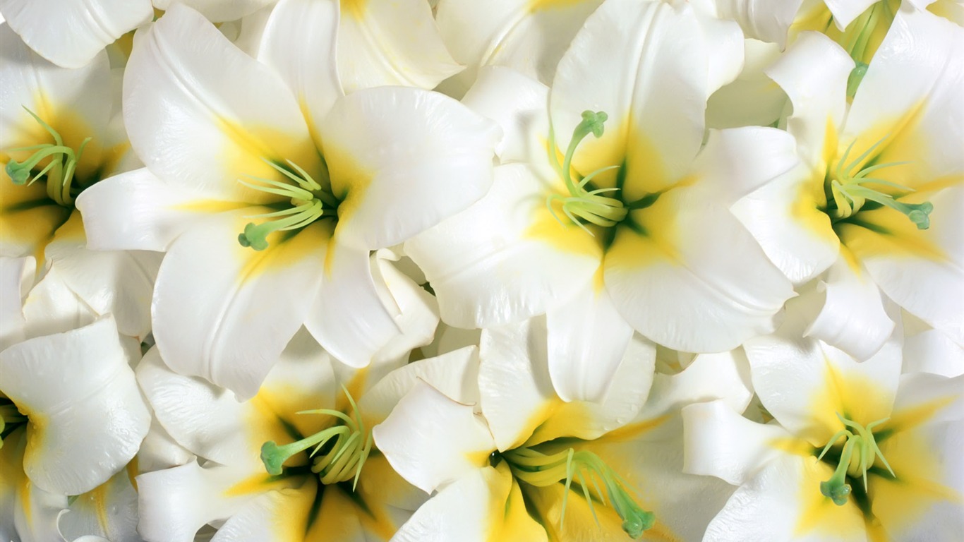 Surrounded by stunning flowers wallpaper #3 - 1366x768