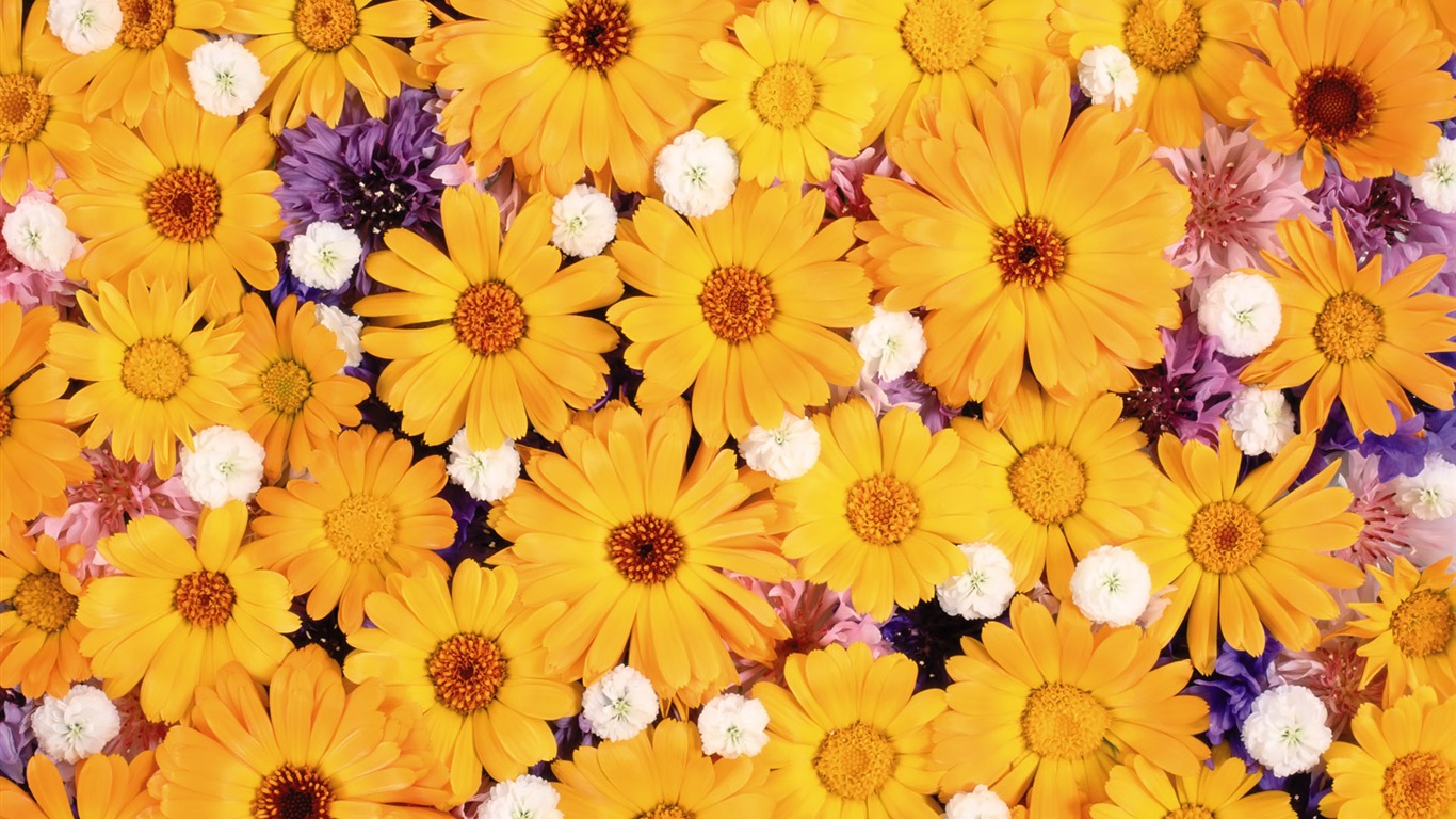 驚艷 鮮花簇擁寬屏壁紙 #4 - 1366x768