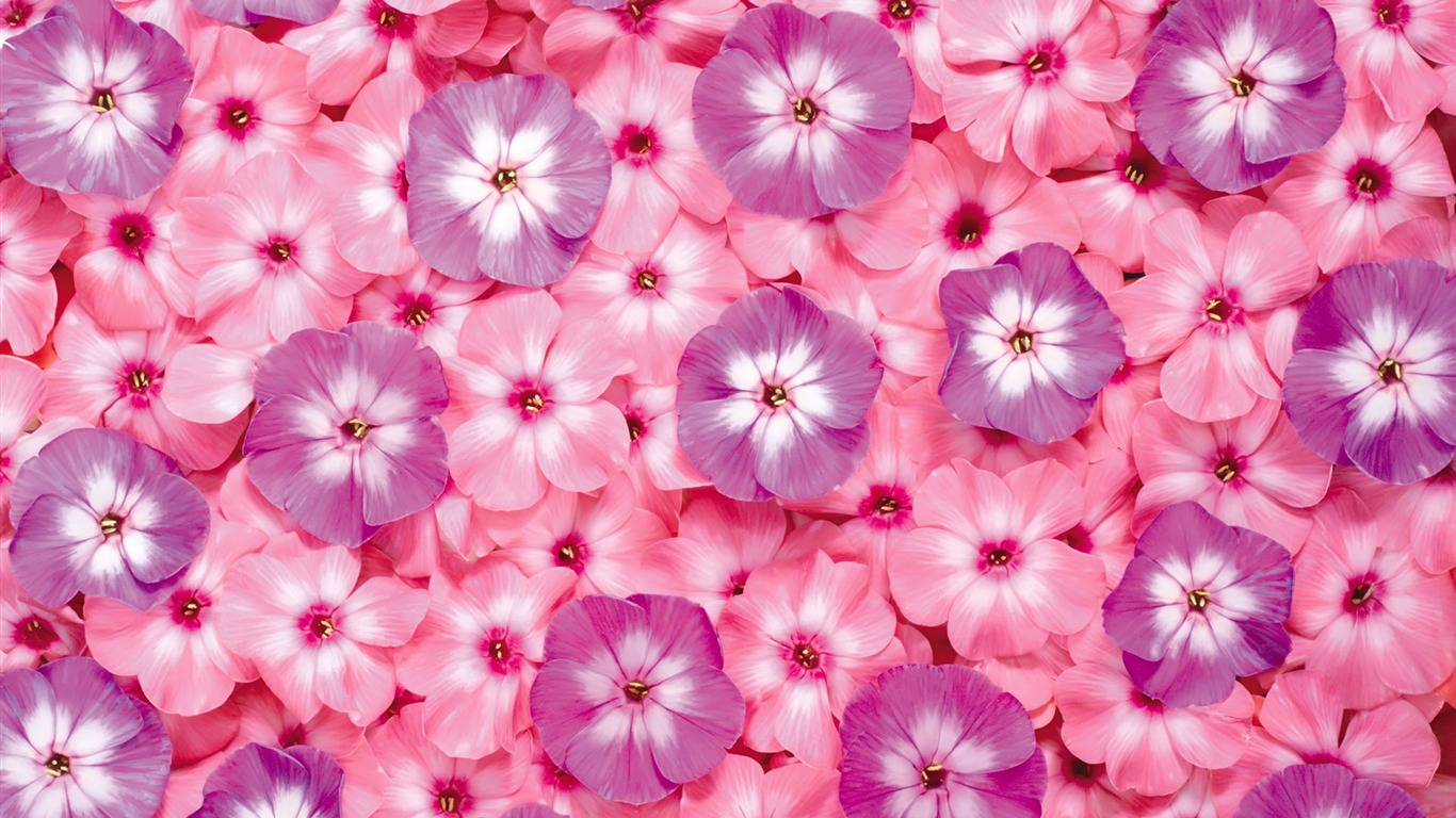 아름다운 꽃으로 배경 화면을 둘러싸 #5 - 1366x768