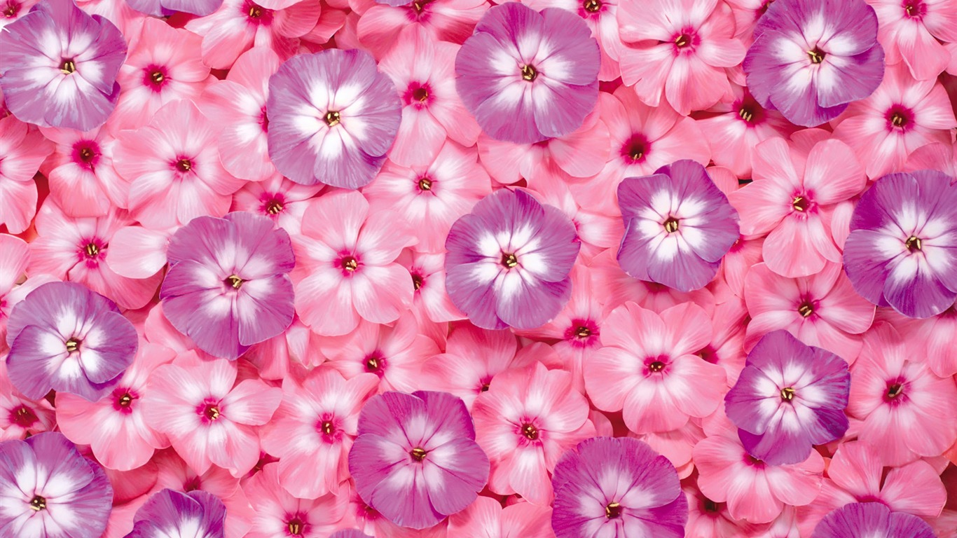 Obklopen ohromující květiny tapety #5 - 1366x768