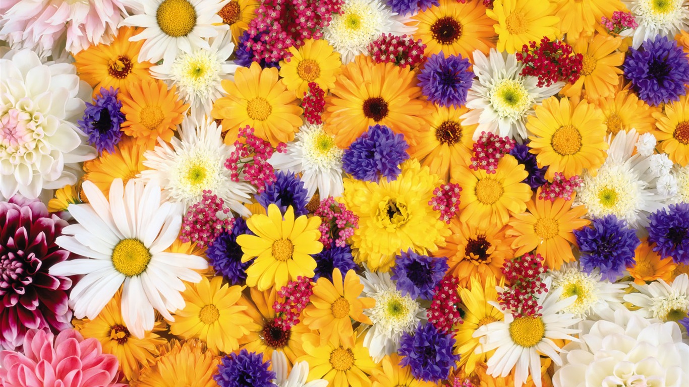 아름다운 꽃으로 배경 화면을 둘러싸 #10 - 1366x768