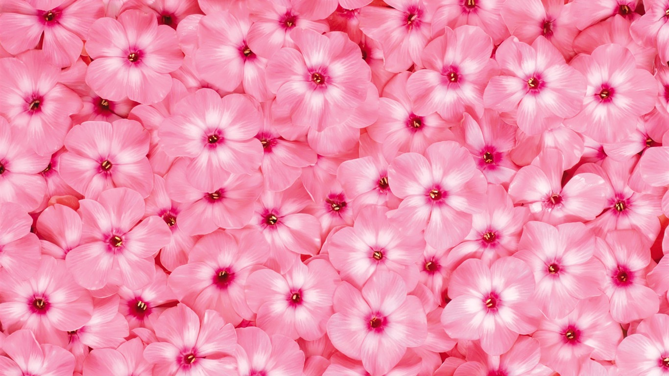 아름다운 꽃으로 배경 화면을 둘러싸 #14 - 1366x768