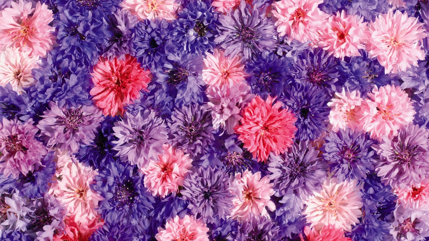 驚艷 鮮花簇擁寬屏壁紙 #15 - 1366x768