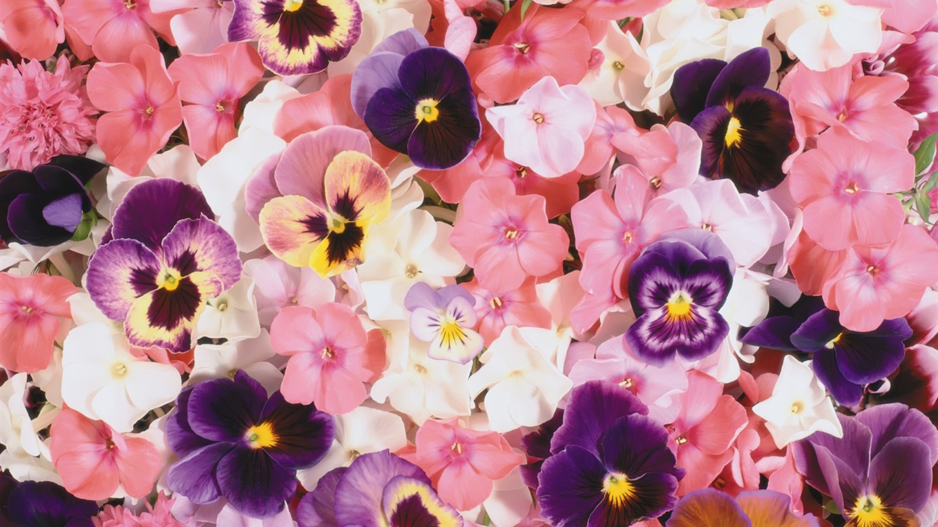 Surrounded by stunning flowers wallpaper #19 - 1366x768