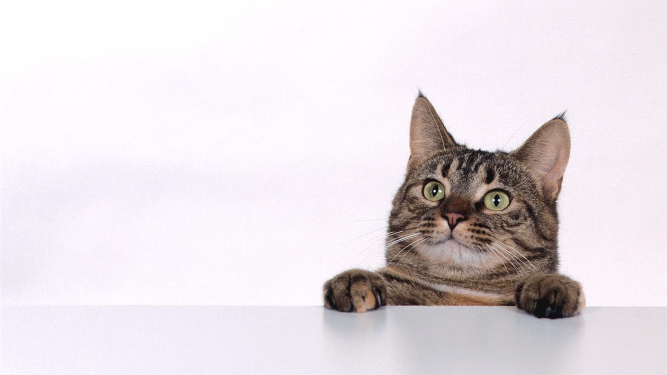 Wonderful Animal World Wallpapers #3 - 1366x768