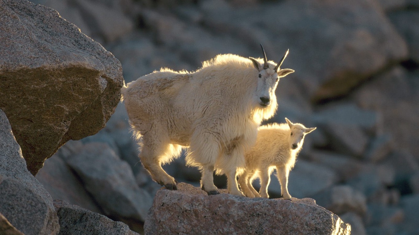 Wonderful Animal World Wallpapers #7 - 1366x768