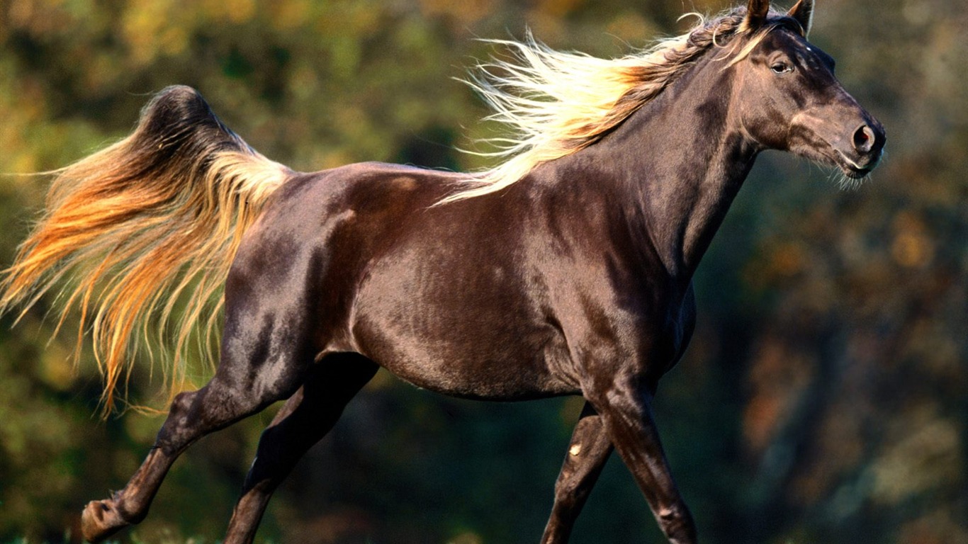 Kouzelný Tapety Svět zvířat #11 - 1366x768
