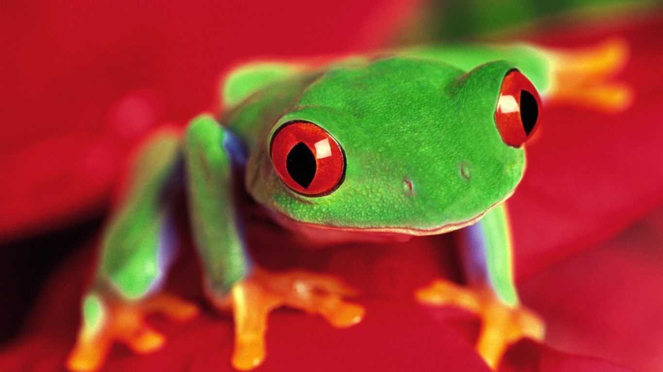 Kouzelný Tapety Svět zvířat #20 - 1366x768