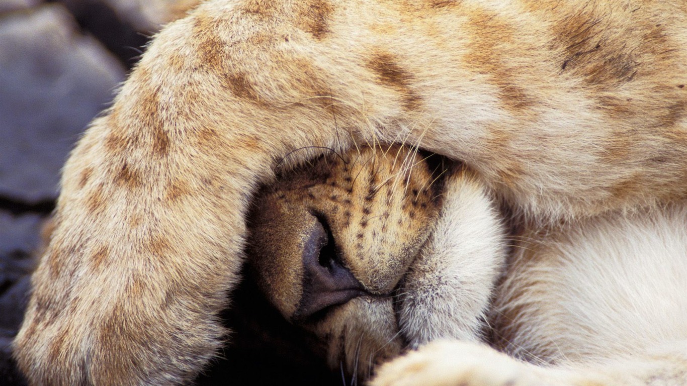 Wonderful Animal World Wallpapers #27 - 1366x768