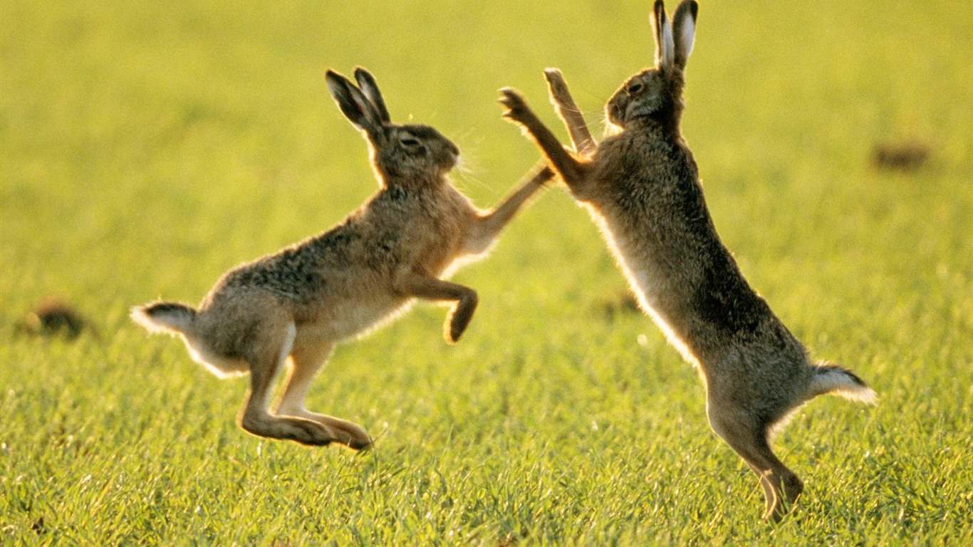 Wonderful Animal World Wallpapers #29 - 1366x768