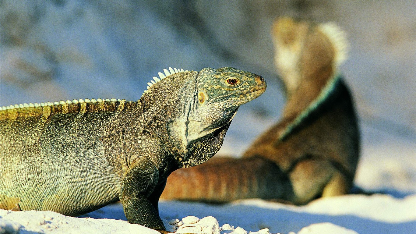 HD lizard wallpaper albums #2 - 1366x768