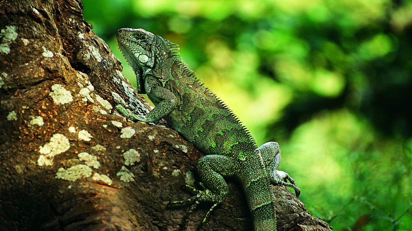 HD lizard wallpaper albums #3 - 1366x768