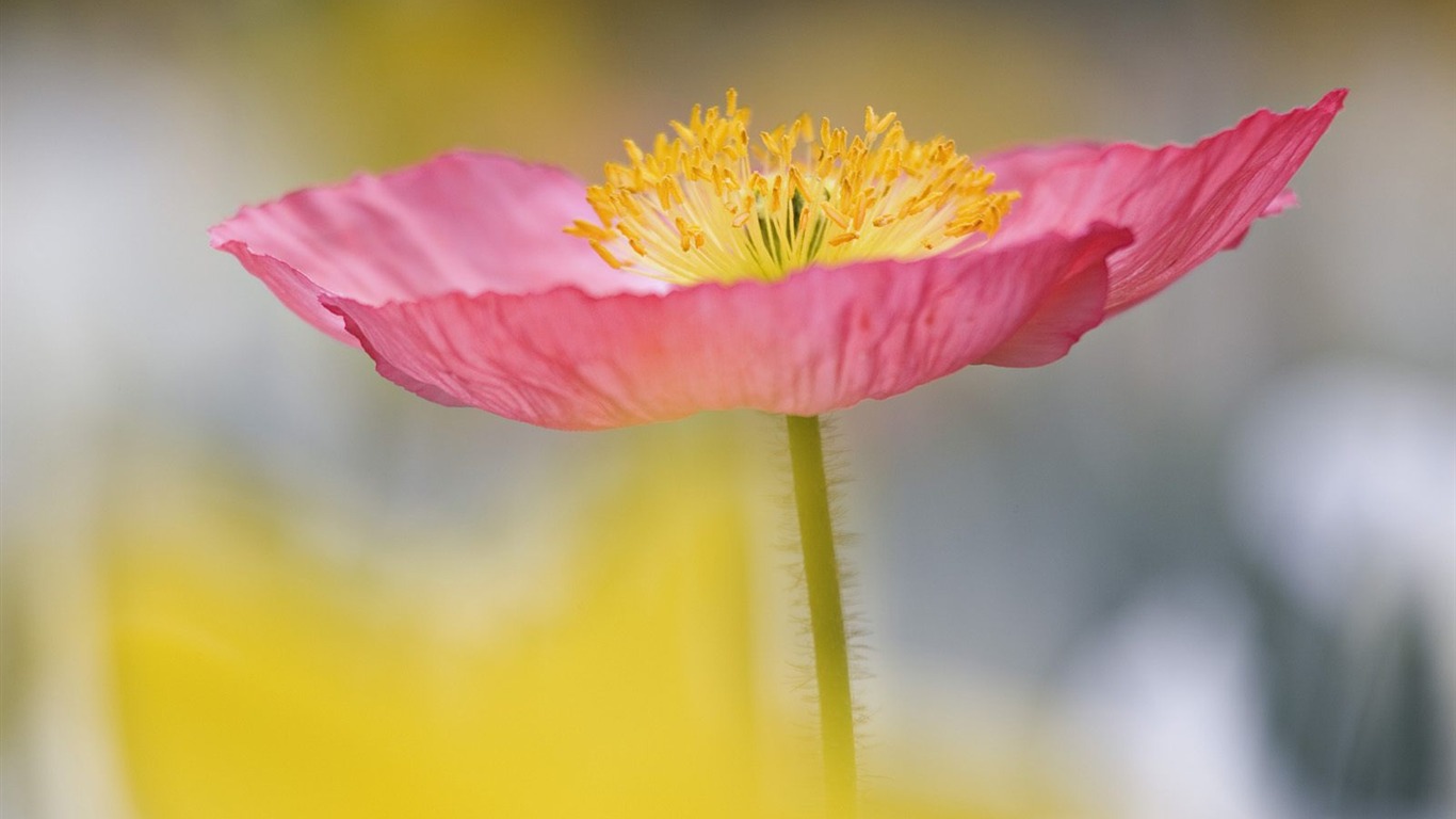 Flowers close-up (5) #2 - 1366x768