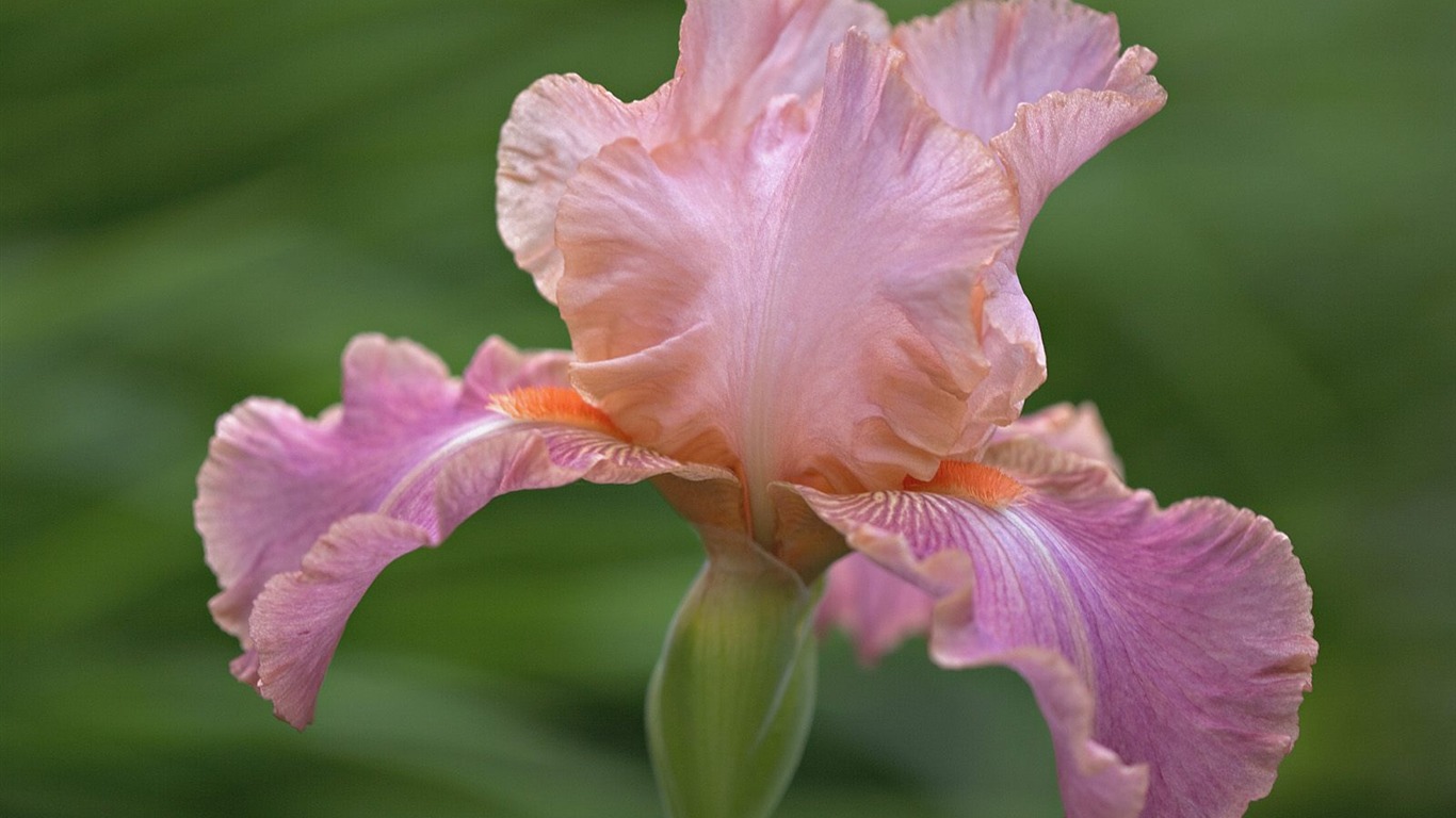 Flowers close-up (5) #7 - 1366x768