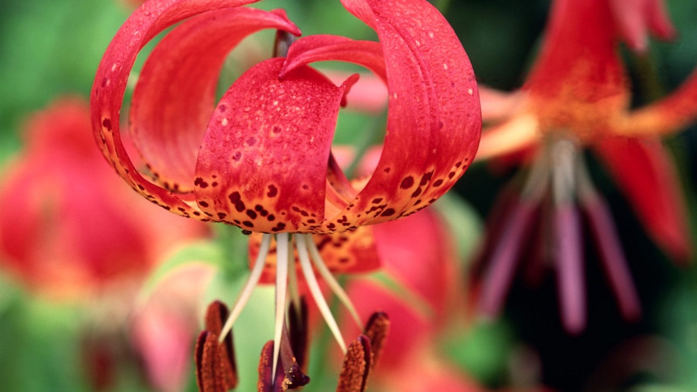 Flowers close-up (5) #15 - 1366x768