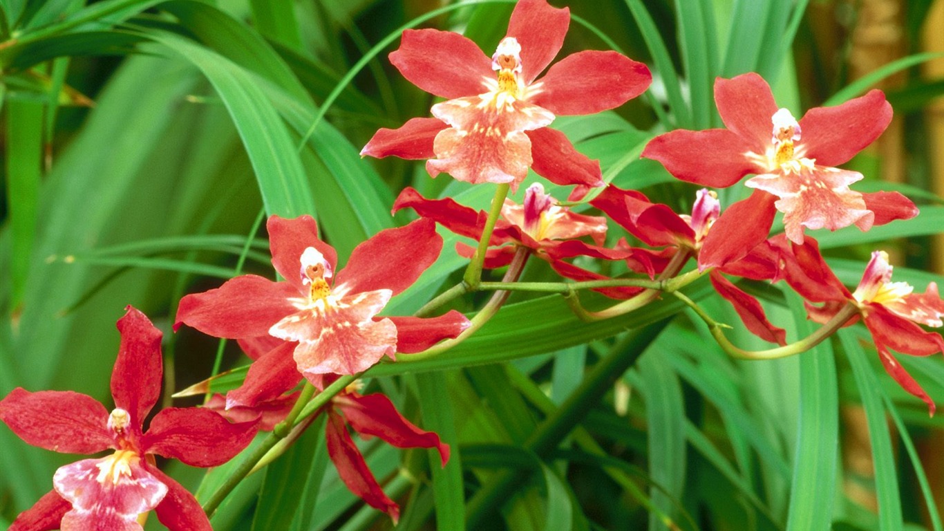 Flowers close-up (5) #16 - 1366x768