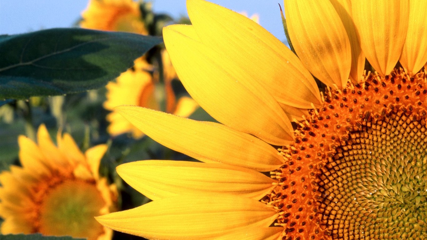 Flowers close-up (5) #20 - 1366x768