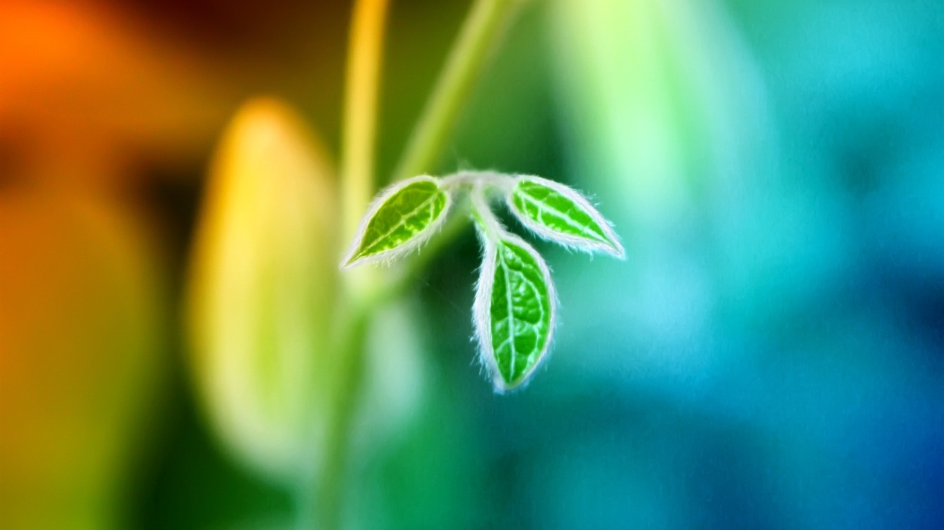 寬屏高清植物壁紙 #1 - 1366x768