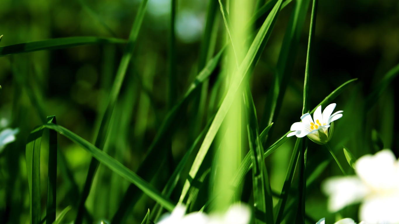 寬屏高清植物壁紙 #2 - 1366x768