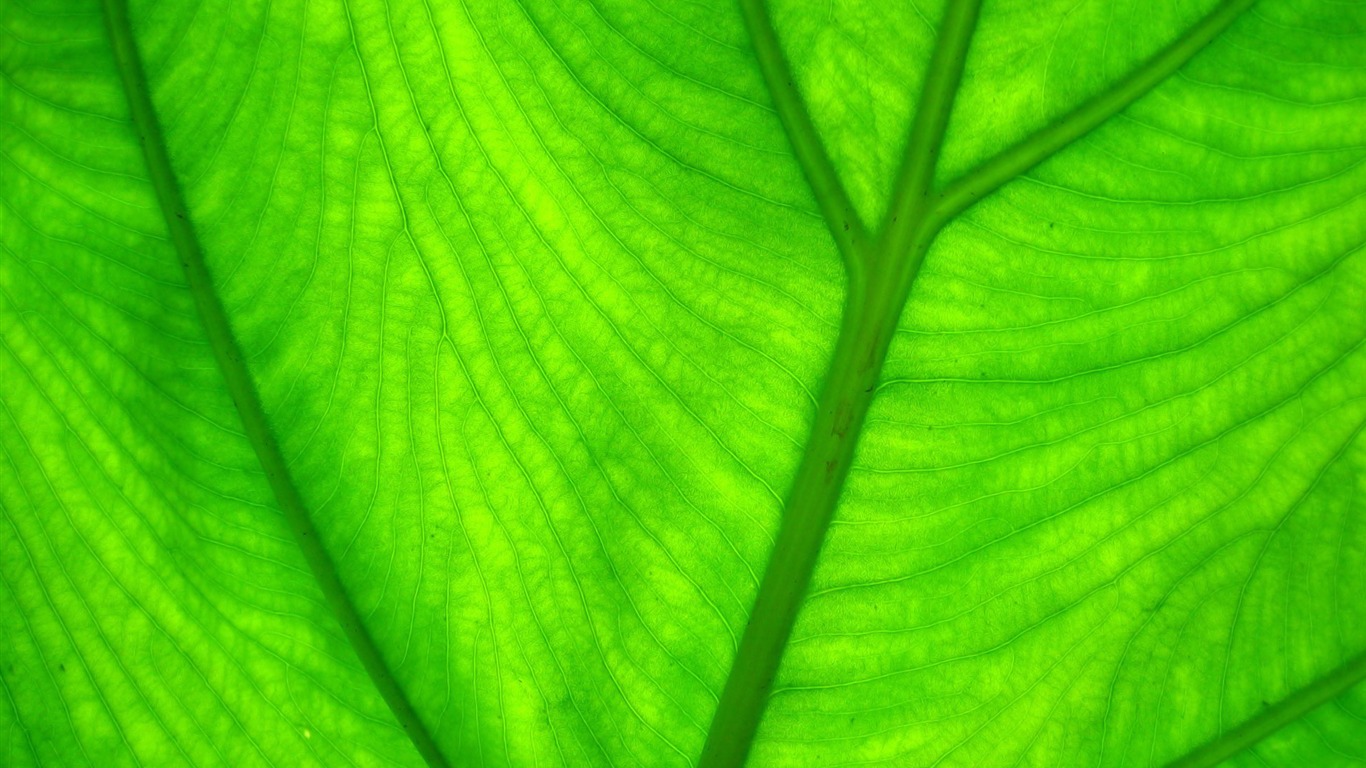 寬屏高清植物壁紙 #5 - 1366x768