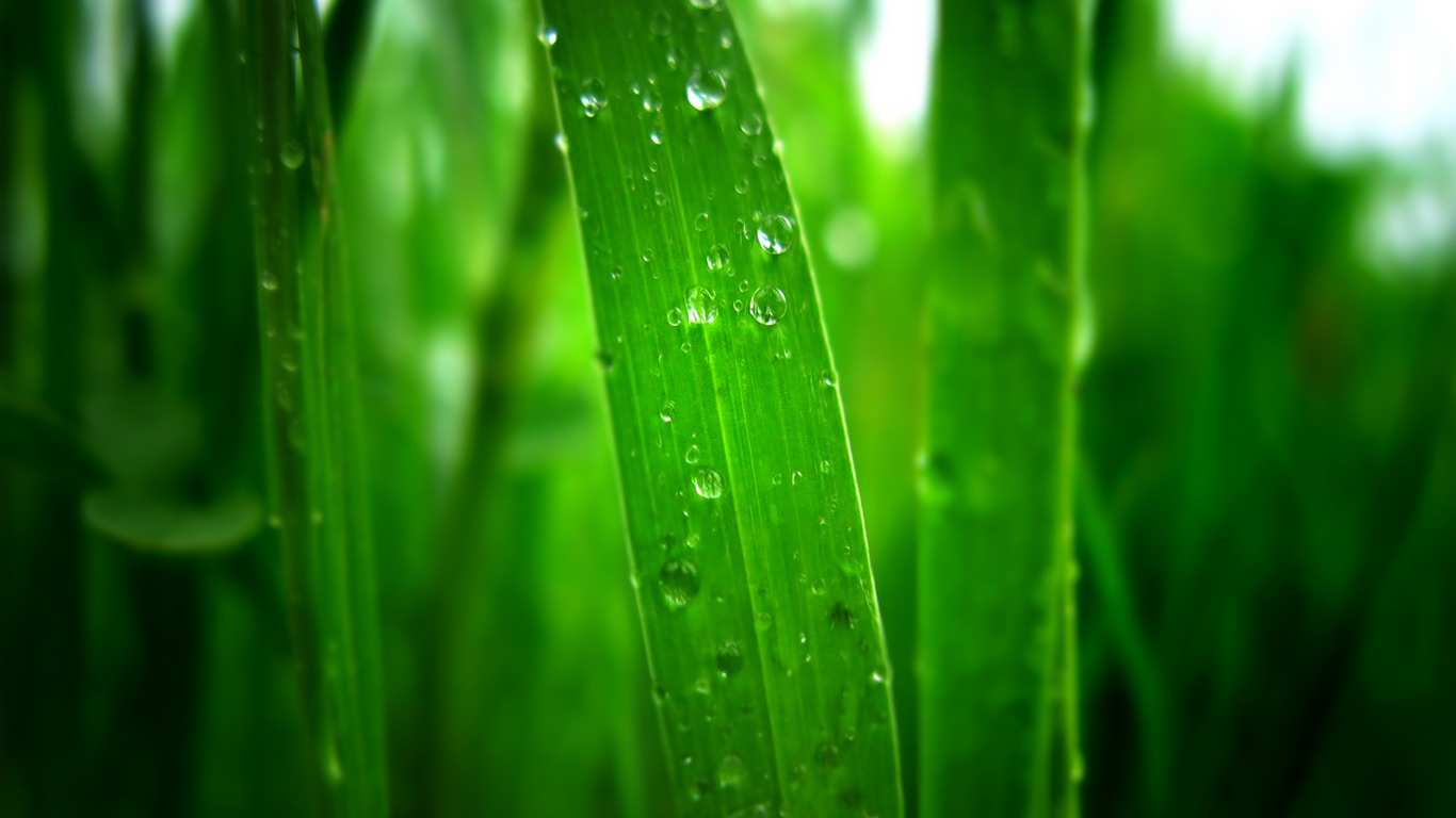 寬屏高清植物壁紙 #8 - 1366x768