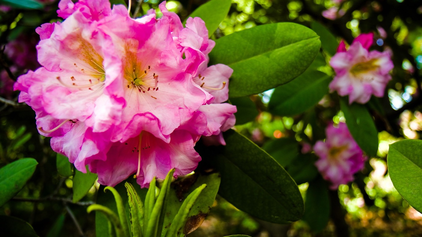 寬屏高清植物壁紙 #11 - 1366x768