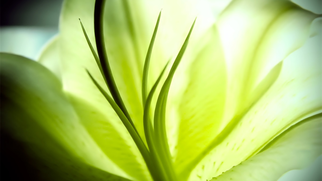 宽屏高清植物壁纸15 - 1366x768