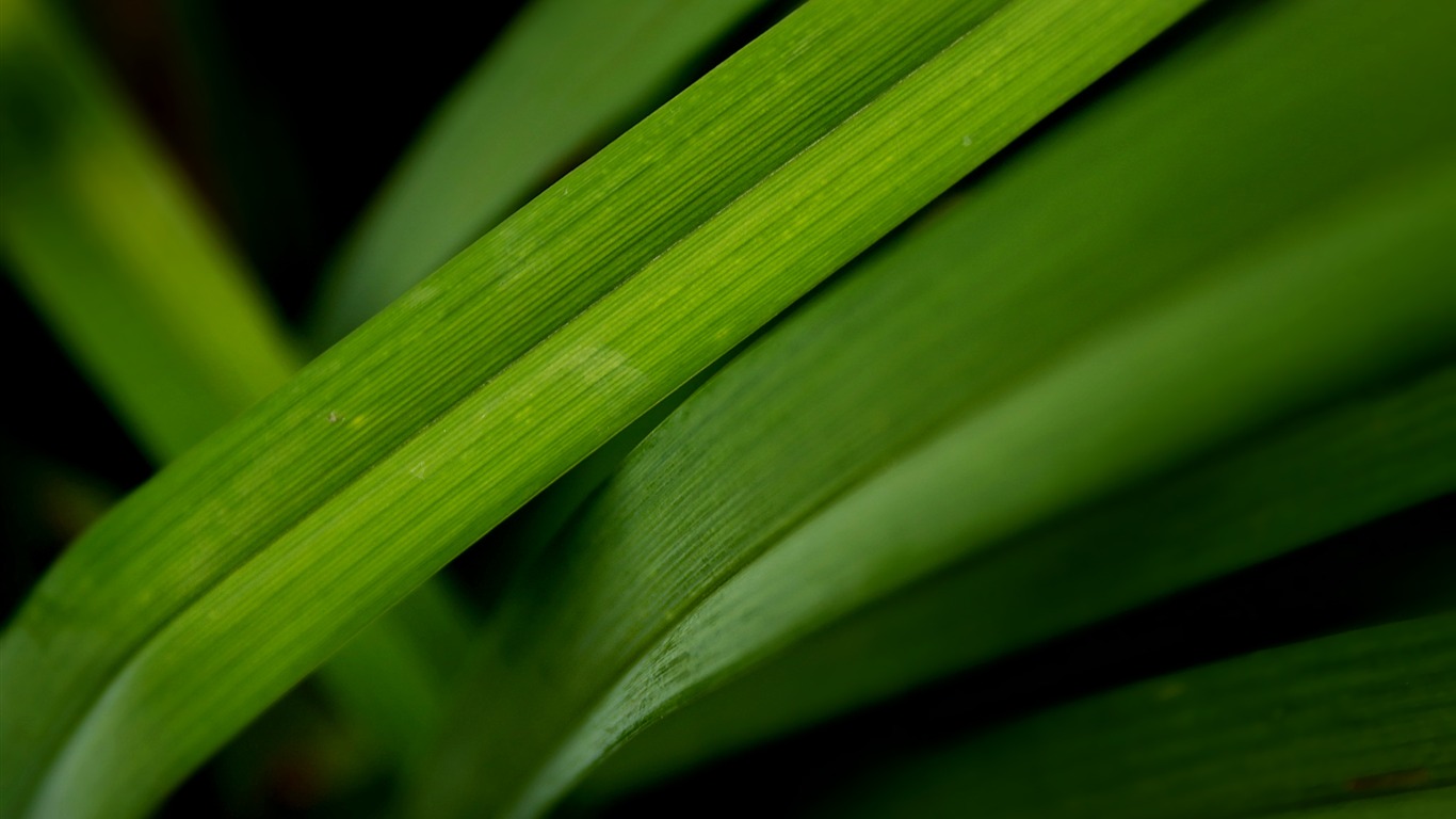 寬屏高清植物壁紙 #19 - 1366x768