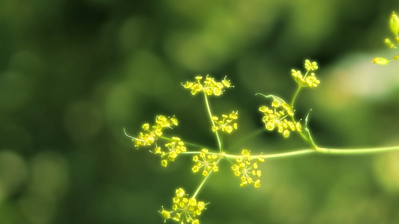 Widescreen HD wallpapers Plants #22 - 1366x768