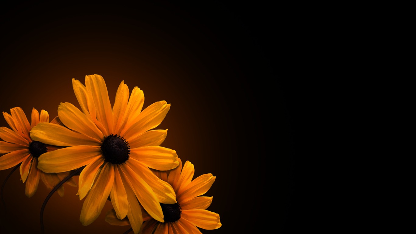 Widescreen HD wallpapers plantes #28 - 1366x768