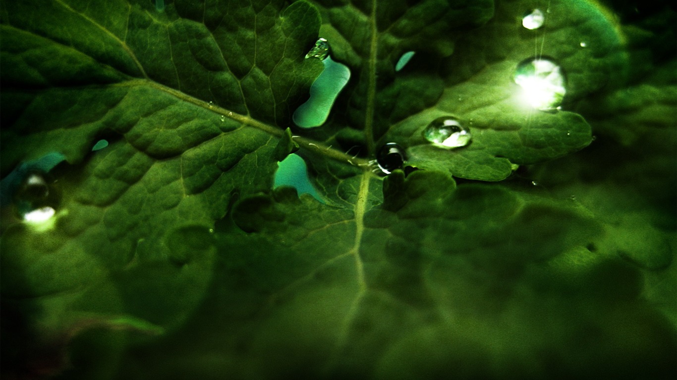 寬屏高清植物壁紙 #29 - 1366x768