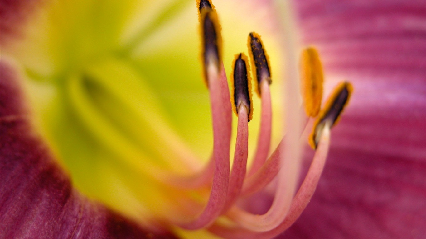 寬屏高清植物壁紙 #30 - 1366x768