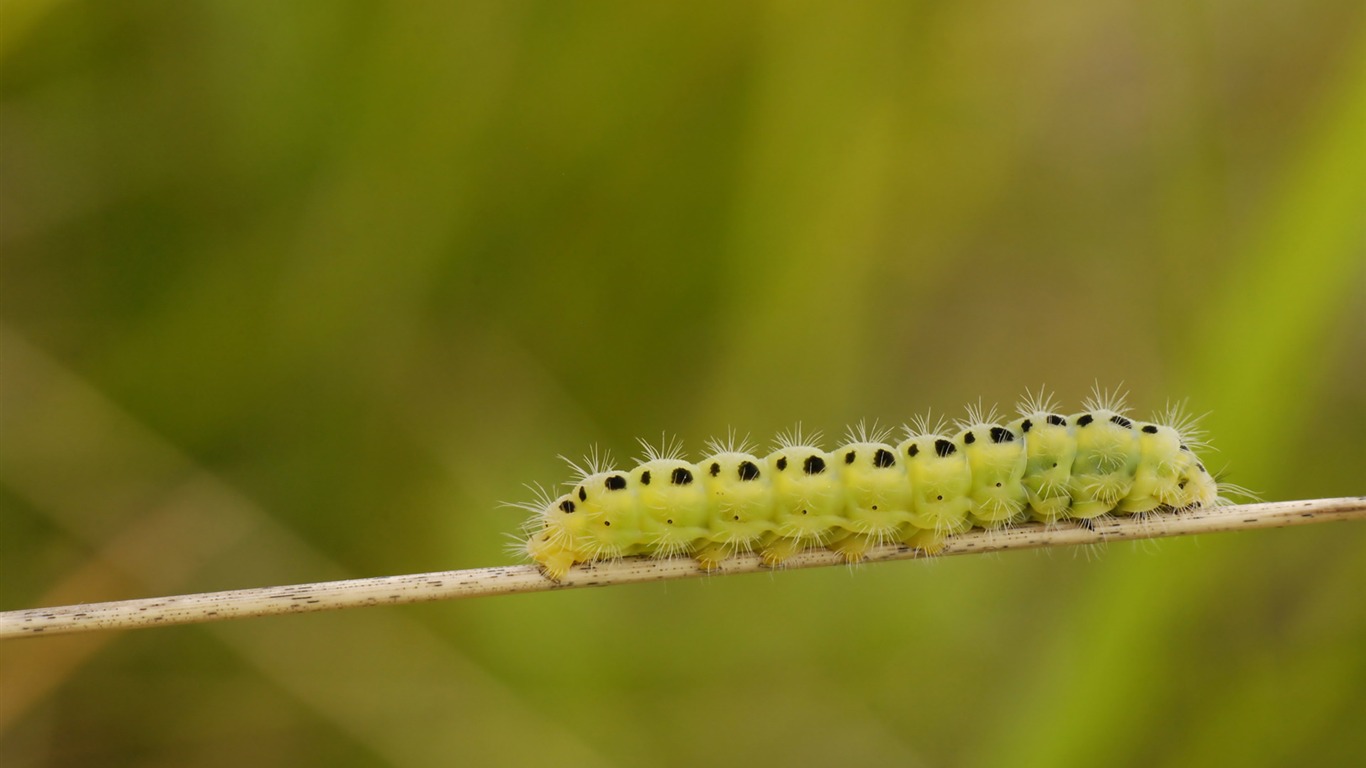 宽屏高清植物壁纸32 - 1366x768