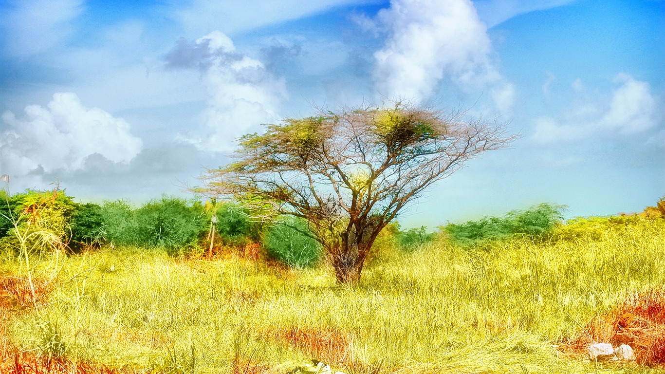寬屏高清植物壁紙 #33 - 1366x768