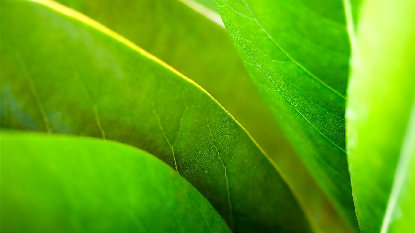 寬屏高清植物壁紙 #34 - 1366x768