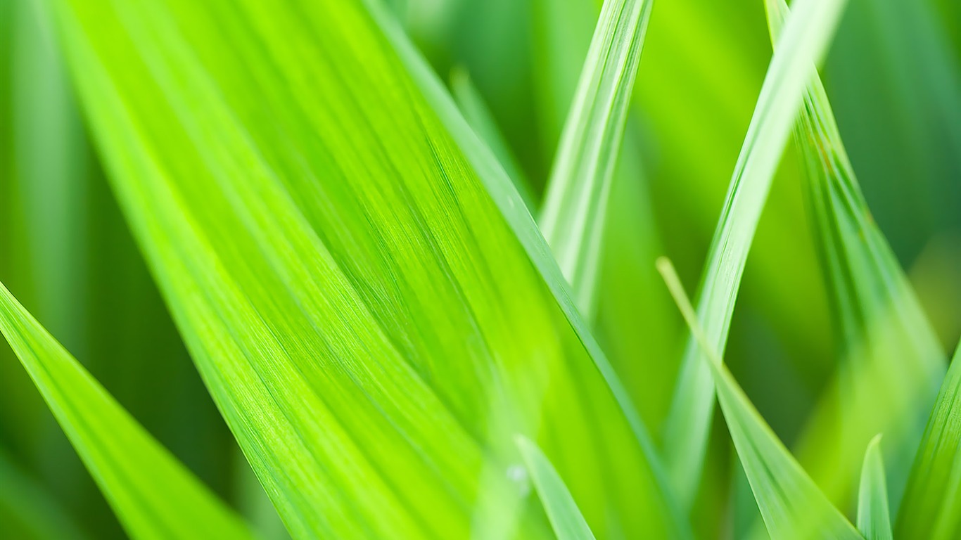 寬屏高清植物壁紙 #36 - 1366x768