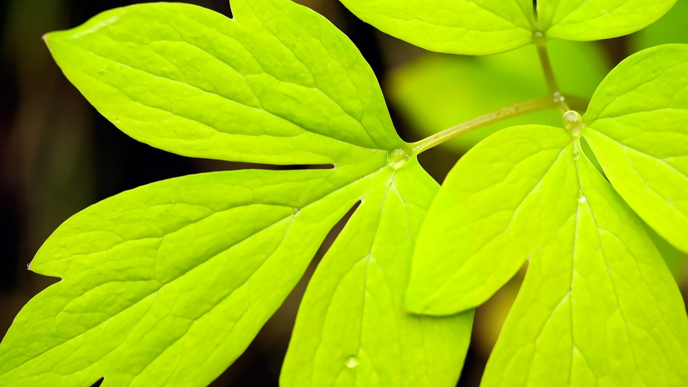 Widescreen HD wallpapers Plants #38 - 1366x768