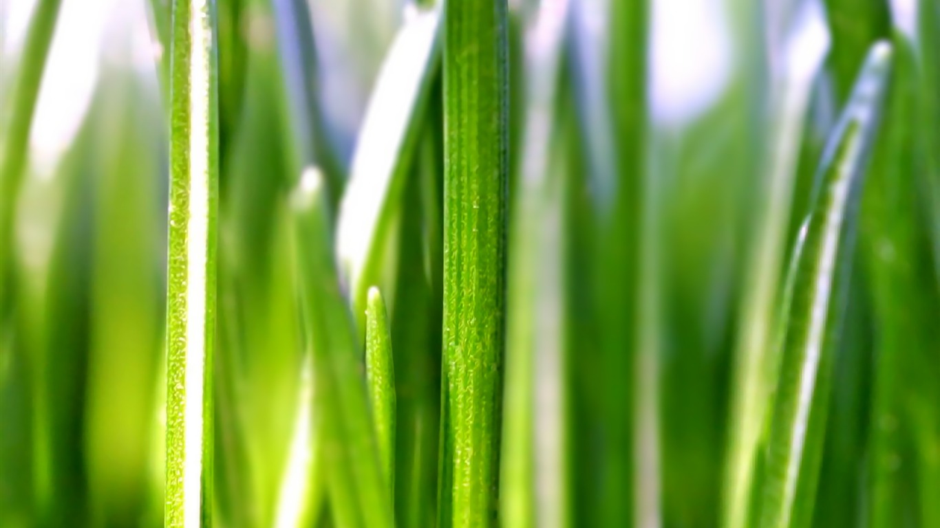 Widescreen HD wallpapers Plants #39 - 1366x768