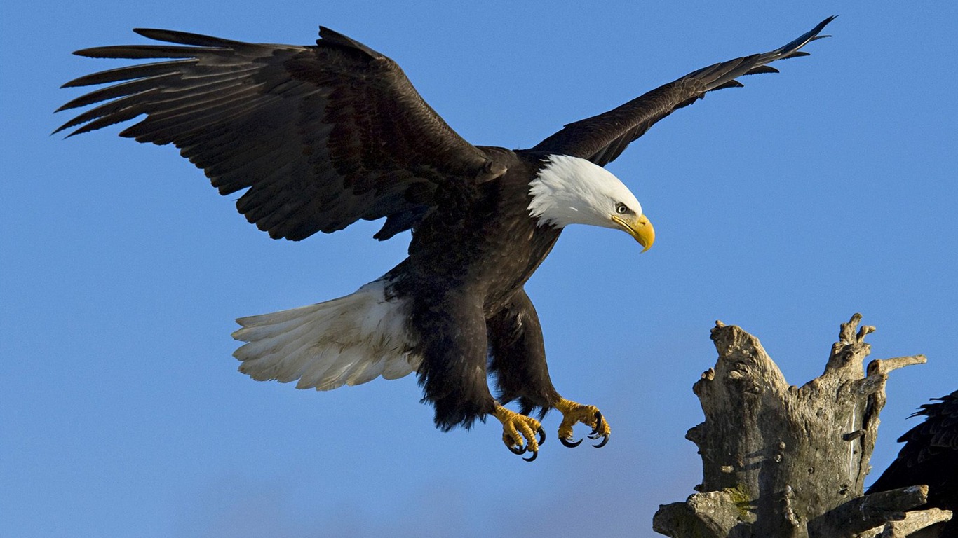 Webshots動物壁紙(三) #5 - 1366x768