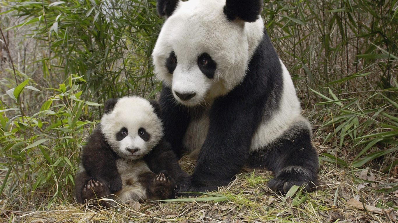 動物親情壁紙專輯(一) #6 - 1366x768
