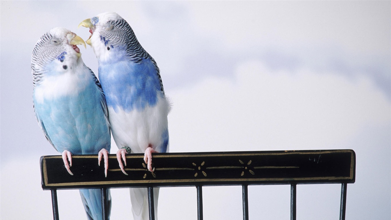 Animal affection wallpaper album (1) #12 - 1366x768