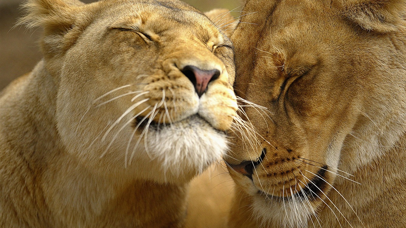 動物親情壁紙專輯(一) #19 - 1366x768